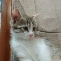 واگذاری گربه