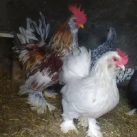 مرغ وخروس یوسل بلژیکی