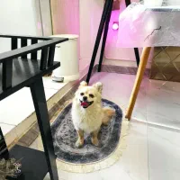 پامر روباهی ماده