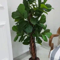 گل لیراتا 130 سانت/تنه چوب طبیعی