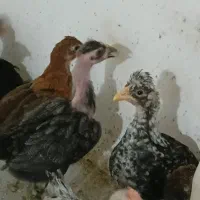 جوجه خروس ولاری