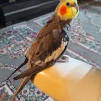 3تاعروس هلندی.نر جوون