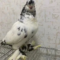 کبوتر لانگ فیس اورجینال