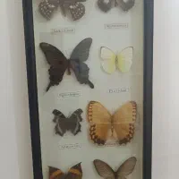 تابلو پروانه
