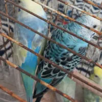 مرغ عشق هفت رنگ