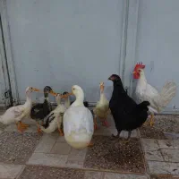 مرغ تخم گذار و خروس و اردک جوجه اردک