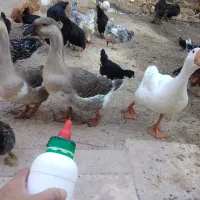 اردک وقوغاز 250دوماه قوغاز2000تومن