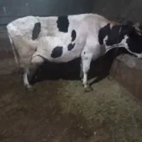 گاو با گوساله ماده 24 کیلو شیر