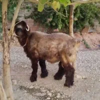 بره اصیل