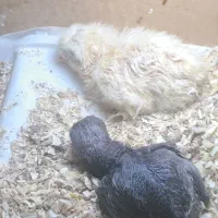 تخم نطفه دار ایام سمانی ارکانا لاکندزی فاورلس