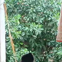 سگ ژرمن بلک