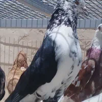 کفتر قاره