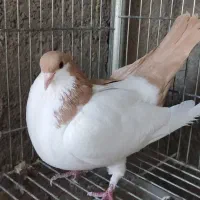 کت راست و کت چپ