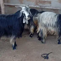 ۷بز اسمی روزگاری