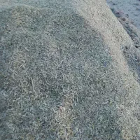 کنگر|گل و گیاه طبیعی|تربت‌حیدریه, پائین ولایت|دیوار