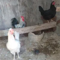 بوقلمن مرغ کبوتر