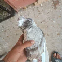 کفترت نمیدونی چیکاره بخون