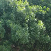فروش قطعه ویلایی سیداوا