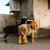 بره نر چاق.میش.بز