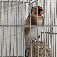 سهره نر 3ساله جفتی بشرط معاوضه با قناری|پرنده|خرم‌آباد, |دیوار