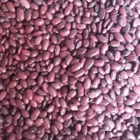 انواع حبوبات باکیفیت