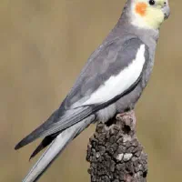 عروس هلندی سخنگو