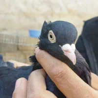 ماده زاغ واکسی