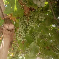 غوره|خدمات باغبانی و درختکاری|رفسنجان, |دیوار