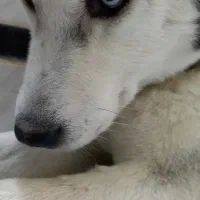 سگ هاسکی 9 ماهه اصیل