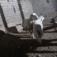 ۳گوسفند
