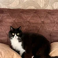 پرشین مو کلاسیک