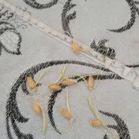 پودر ارگانیک جوانه گندم چاقی صورت