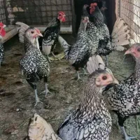 تخم مرغ سبرایت سیلور نطفه دار