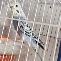 مرغ عشق رنگ روشن خاص