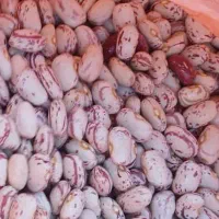 بذر لوبیا چیتی پاکوتا ۷۰ روزه و  مصرف