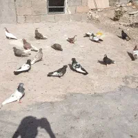 کبوتر