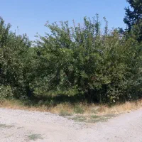 باغچه-قطعه-ویلایی
