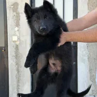 سگ ژرمن شپرد بلک