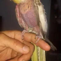 عروس هلندی جوجه