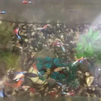 اکواریوم با ماهی و متعلقات