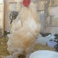 خروس برهما اصل ودرشت