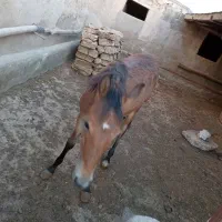 کره اسب دوساله