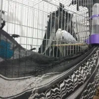 دو جفت مرغ عشق ی جفت کوتوله
