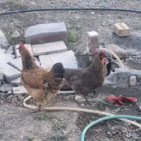 مرغ خانگی