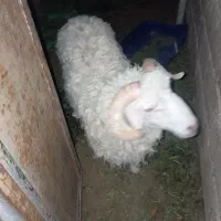 ۷گراند