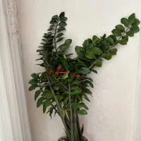 گل طبیعی زاموفیلیا