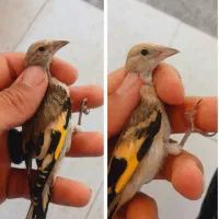 قناری ماده ، جوجه سهره