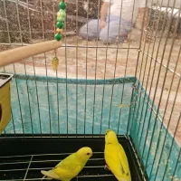 مرغ عشق|پرنده|تهران, مینای شمالی (مخبر)|دیوار