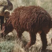 گوسفند