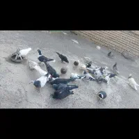 ۳۰ عدد کبوتر